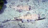 fish18