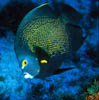 fish19