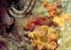 fish20
