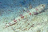 fish22