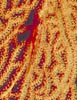 fish23