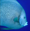 fish24