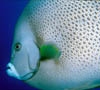 fish25