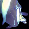 fish27