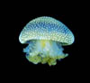 fish28