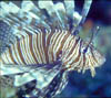 fish30