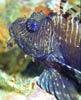 fish31