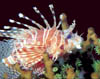 fish32