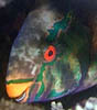 fish33