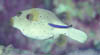 fish34