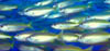 fish35