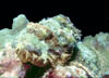 fish36