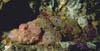 fish37
