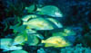 fish38