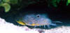 fish40
