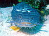 fish41