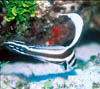 fish42