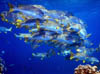 fish43