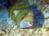 fish44