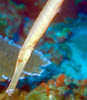 fish45