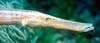 fish46