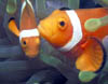 fish47