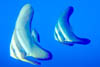 fish48