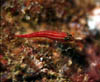 fish49