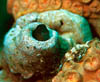 fish51