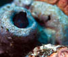 fish52