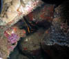 fish53