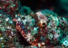 fish54
