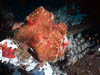 fish55