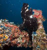 fish56