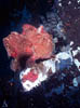 fish57