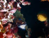 fish58