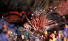 fish59
