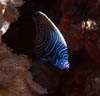 fish60