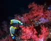 fish62