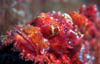 fish63