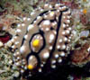 macro01
