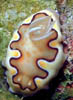 macro02