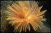 macro03