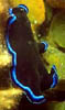 macro05