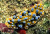 macro09