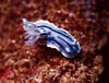 macro12