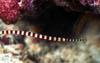 macro16