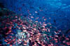 scape06