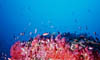 scape07