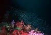 scape09